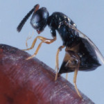 Mesures biologiques :  utiliser les prédateurs naturels des mouches