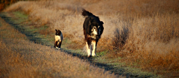 Vendre Un Chiot Ou Un Chat Quelles Sont Les Obligations