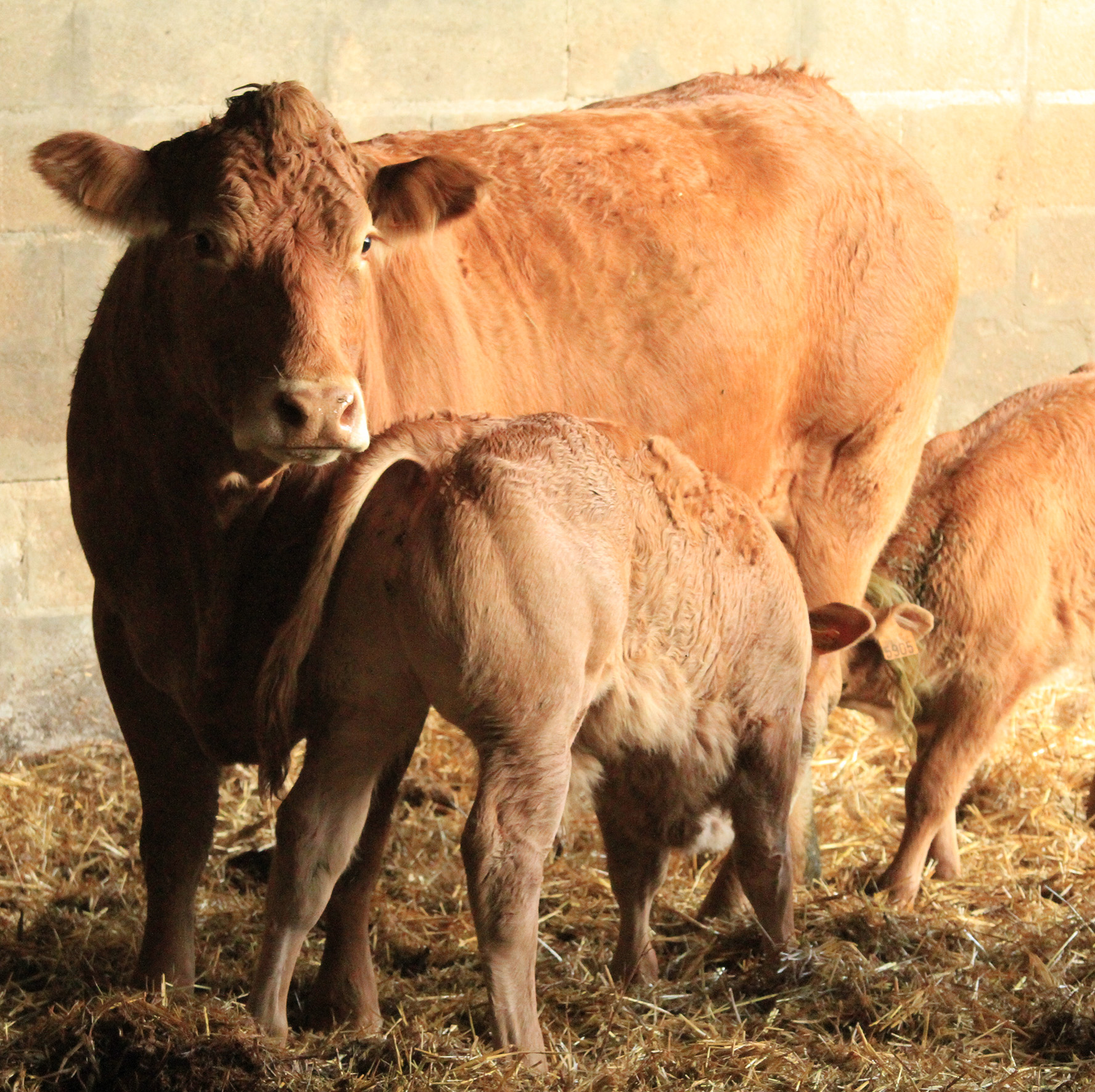 Les parasites externes des bovins en stabulation - Alliance Elevage