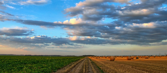 Céréales à paille, maîtriser les mauvaises herbes