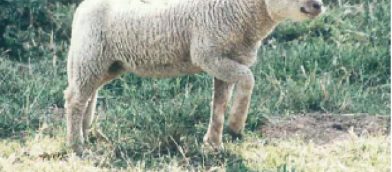 La monieziose  de l’agneau