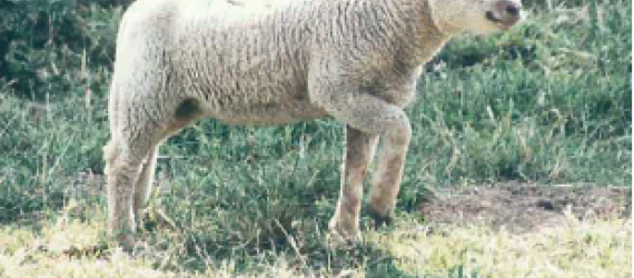 Clinique Vétérinaire St-Alexis - Chèvres et moutons : Comment gérer les  parasites?