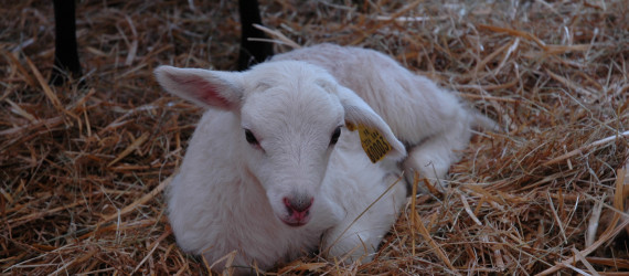 IgY : un nouveau concept  de protection  des jeunes ruminants