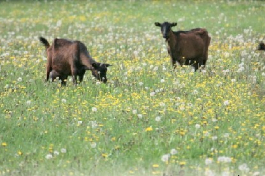 Le Paturage Des Chevres Laitieres Mode D Emploi A L Usage De Tous Alliance Elevage
