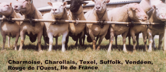 De la génétique dans les paillettes