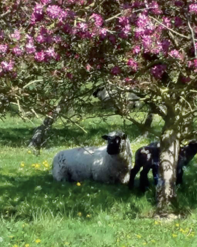 Le Mouton Shropshire La Tondeuse Ecologique Bientot Reconnu En France Alliance Elevage