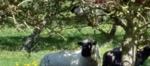 Le mouton Shropshire, la tondeuse écologique Bientôt reconnu en France !