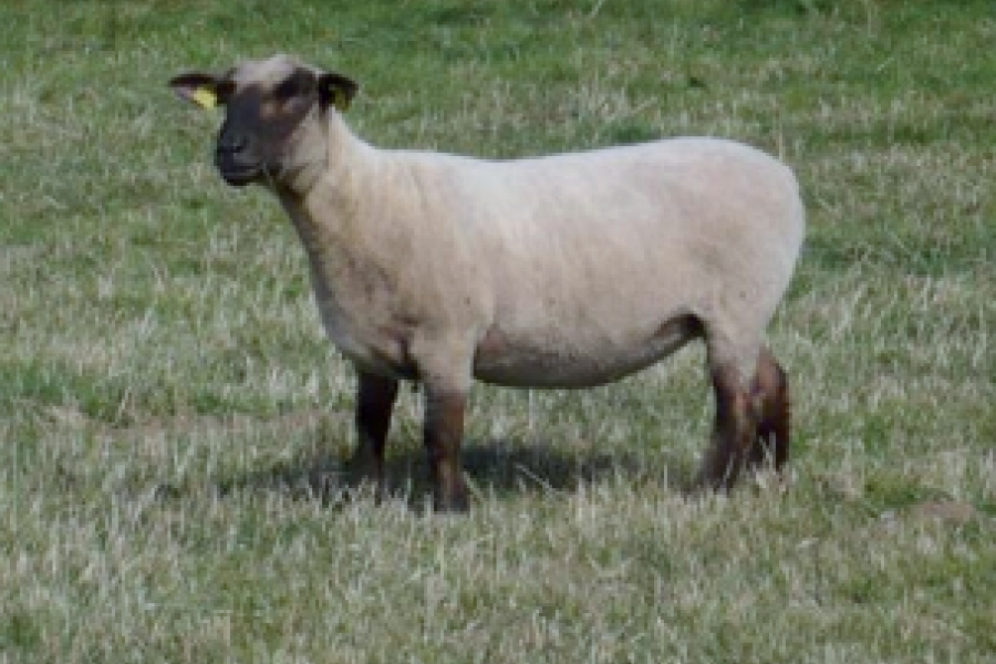 Race ovine La Dorset Alliance Elevage