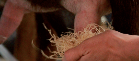De la laine de bois pour l’hygiène de la traite. Comparaison de plusieurs méthodes sur la flore microbienne présente à la surface des trayons