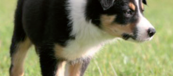 Chien de conduite des troupeaux - Pas de dressage sans éducation