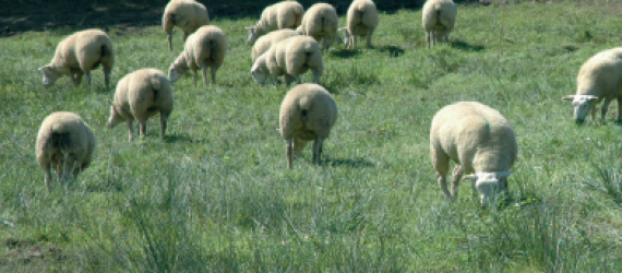 La sortie de bergerie