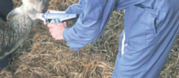 Planifier ses agnelages : comment utiliser MELOVINE ?