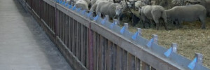 QUIZ : Comment maîtriser les mouches en bâtiment d’élevage ?