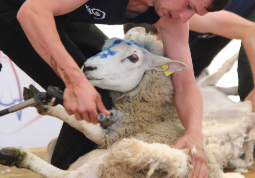 Run 24h de tonte - @Phoebus Communication - 