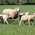 Anti-parasitaires externes et bonnes pratiques d’utilisation