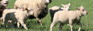 Anti-parasitaires externes et bonnes pratiques d’utilisation