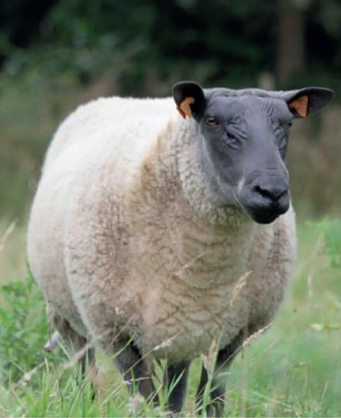 Mouton Bleu Du Maine Race D Herbage Alliance Elevage