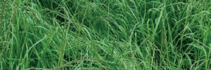 Le Ray-grass d’Italie, idéal en interculture et en dérobé