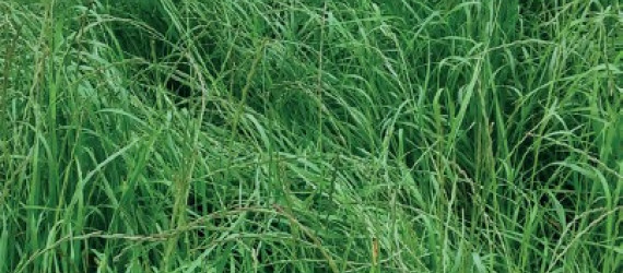 Le Ray-grass d’Italie, idéal en interculture et en dérobé
