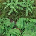La lutte contre les chardons et les rumex dans les prairies