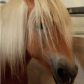 Soins courants aux chevaux