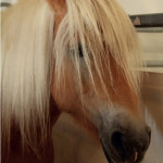 Soins  courants aux chevaux