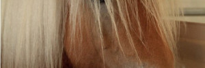 Soins courants aux chevaux