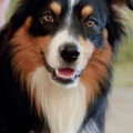 Les zoonoses dues aux parasites internes du chien