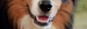 Les zoonoses dues aux parasites internes du chien