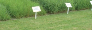 Surfaces prairiales : comment optimiser leur exploitation. Comment se repérer dans le choix des espèces et des variétés