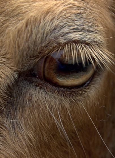 Maladies Des Yeux Affection Benigne Grave Ou Genetique A Chacune Son Traitement Alliance Elevage