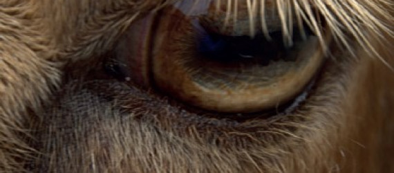 Maladies des yeux : affection bénigne, grave ou génétique à chacune son traitement