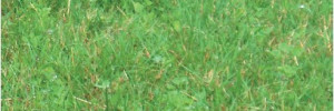 Surfaces prairiales : comment optimiser leur exploitation ? Le trèfle blanc : véritable moteur des prairies