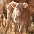 Diarrhées néonatales des ruminants