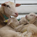 Affections respiratoires des jeunes ruminants