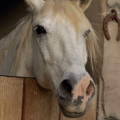 L’enrichissement du milieu de vie des chevaux