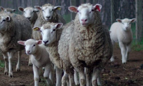 La tremblante du mouton