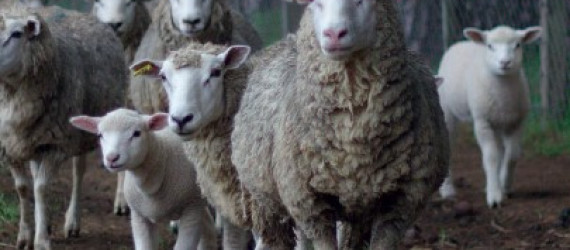 La tremblante du mouton
