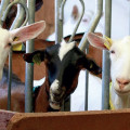 Maîtriser la population de mouches en bâtiment d’élevage