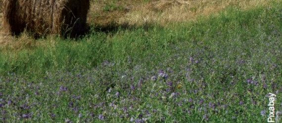 L’herbe,  première ressource  pour tendre vers  l’autonomie alimentaire