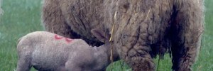 Myiases à Wohlfahrtia magnifica : Enseignements, préconisations et perspectives