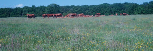 Prairies : cultivez des bonnes plantes fourragères et rien d’autre !