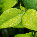 Les plantes, une alternative à la résistance des strongles aux anthelmintiques ?