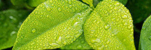 Les plantes, une alternative à la résistance des strongles aux anthelmintiques ?