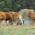 Valorisez vos prairies sèches avec un aliment liquide adapté
