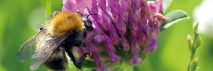 Le trèfle violet une légumineuse polyvalente