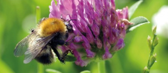 Le trèfle violet une légumineuse polyvalente