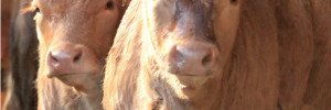 Le bien-être animal en élevage