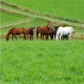 Pâturage tournant ou continu pour les prairies destinées aux chevaux
