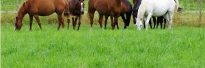 Pâturage tournant ou continu pour les prairies destinées aux chevaux